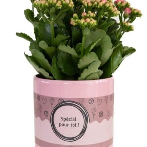 Kalanchoe Pink In P&PURE "SPECIAL POUR TOI" Verpakking - Ø12cm - ↕27cm