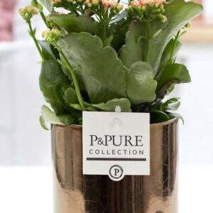 Kalanchoe Pink In P&PURE Juliette Ceramics Goldbronze - Ø12cm - ↕27cm